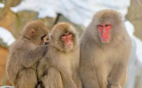 Snow monkeys at Jigokudani Monkey Park, Nagano, sitting together in winter.