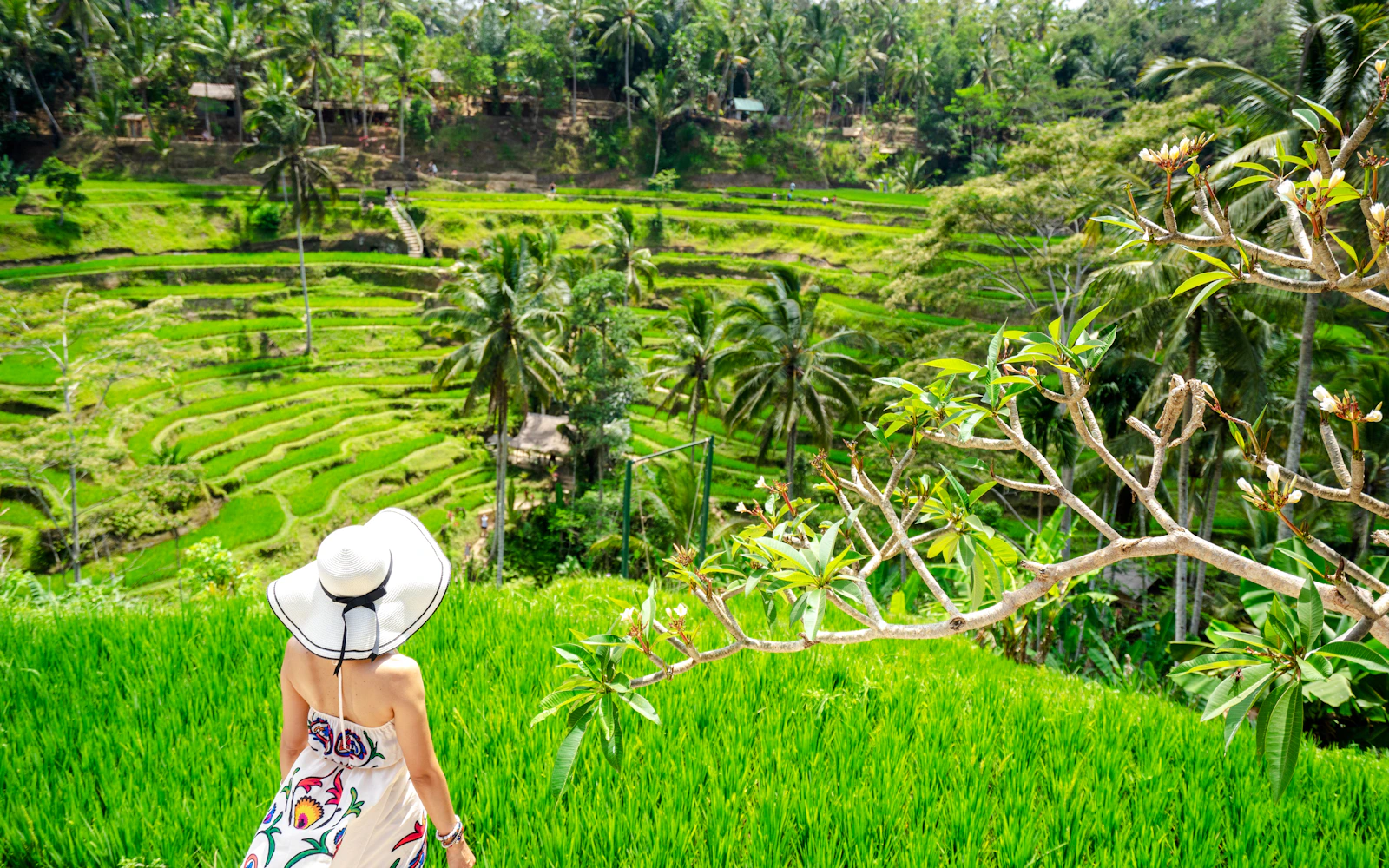 Ubud: Balinese Culture, Monkey Forest, Rice Terrace, Temple & Waterfall Tour