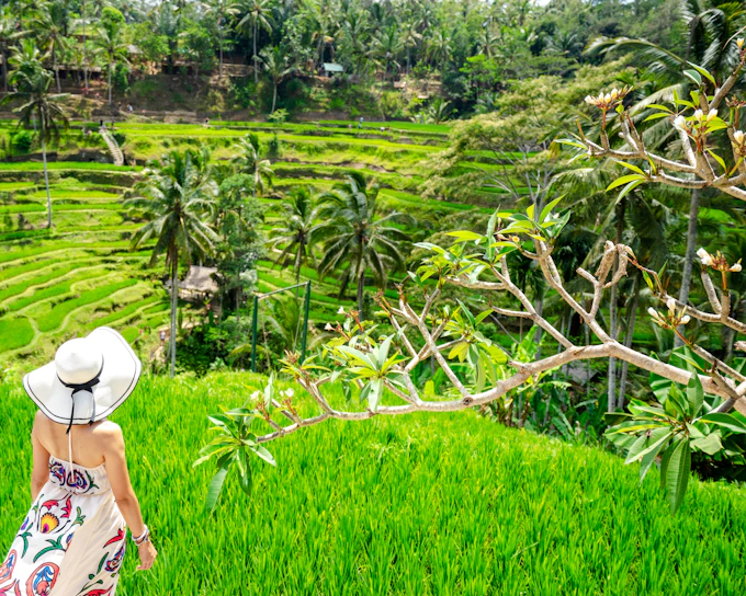 Ubud Private Tour: Sacred Monkey Forest, Rice Terrace, Temple & Waterfall