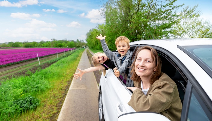 Car drive alongside tulip fields in netherland