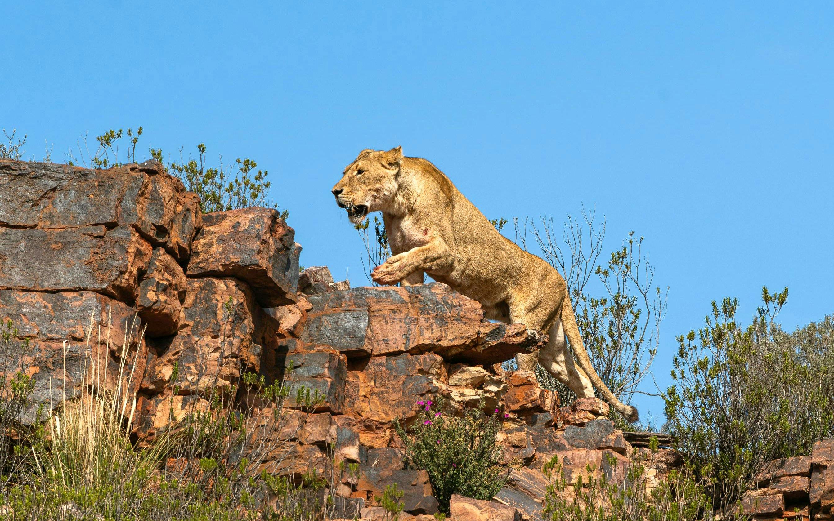safari dans la réserve privée d'aquila et déjeuner au buffet avec excursion en 4x4 en groupe-1