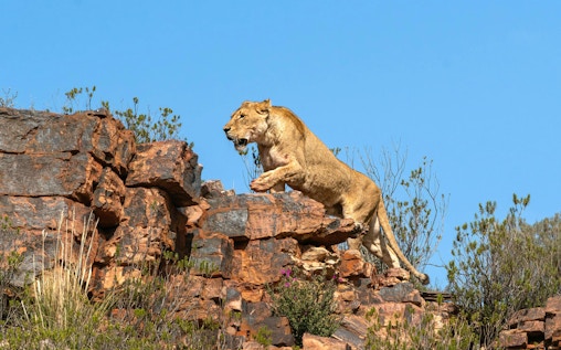 Aquila Private Game Reserve Safari and Buffet Lunch with Shared 4x4 Game Drive