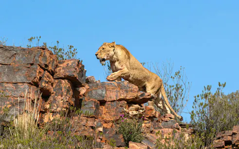 aquila private game reserve safari and buffet lunch with shared 4x4 game drive-1