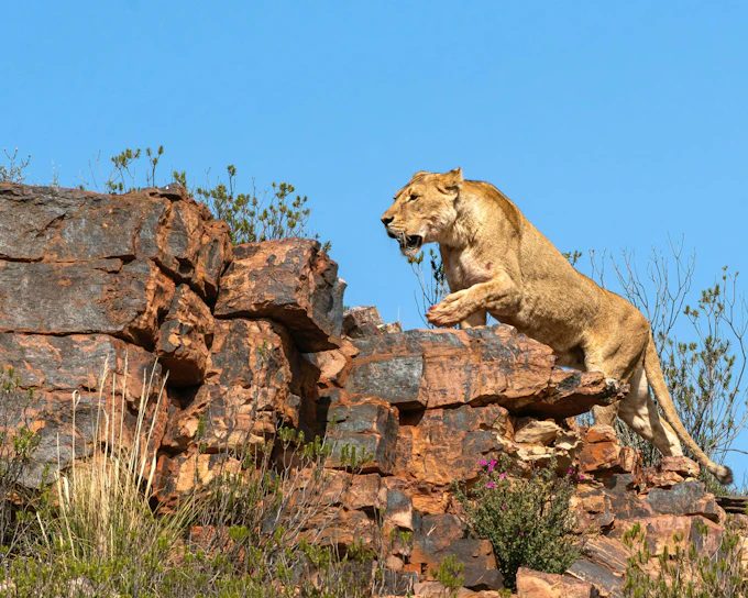 Aquila Private Game Reserve Safari and Buffet Lunch with Shared 4x4 Game Drive