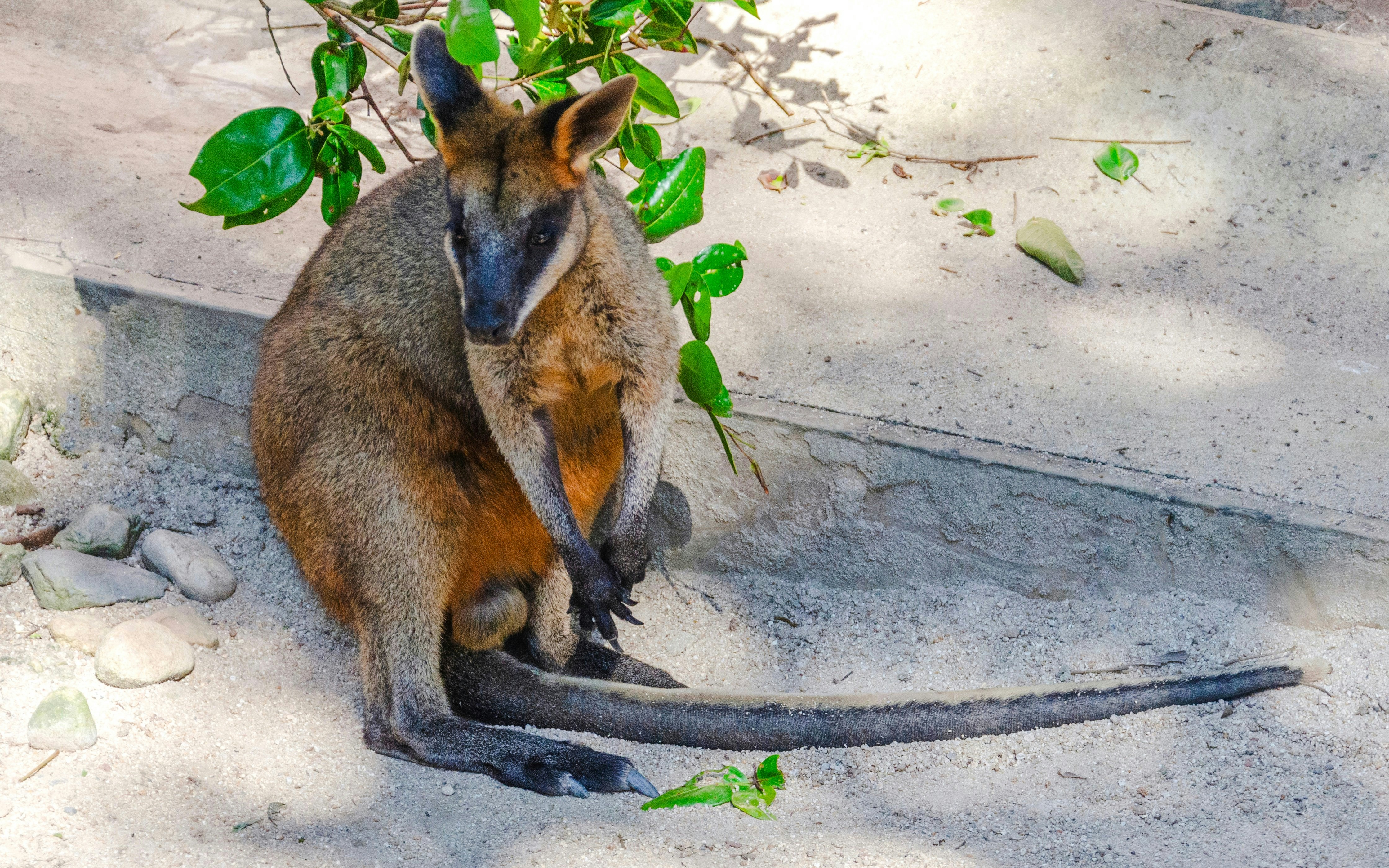 Kangaroo resting at Kuranda Koala Gardens, Australia.