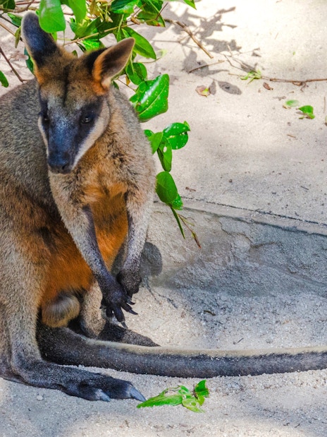 Kangaroo resting at Kuranda Koala Gardens, Australia.