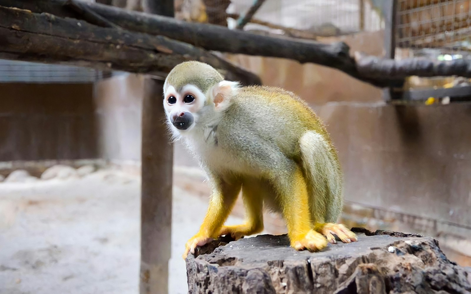 Squirrel monkey on a tree stump at KL Tower Mini Zoo.