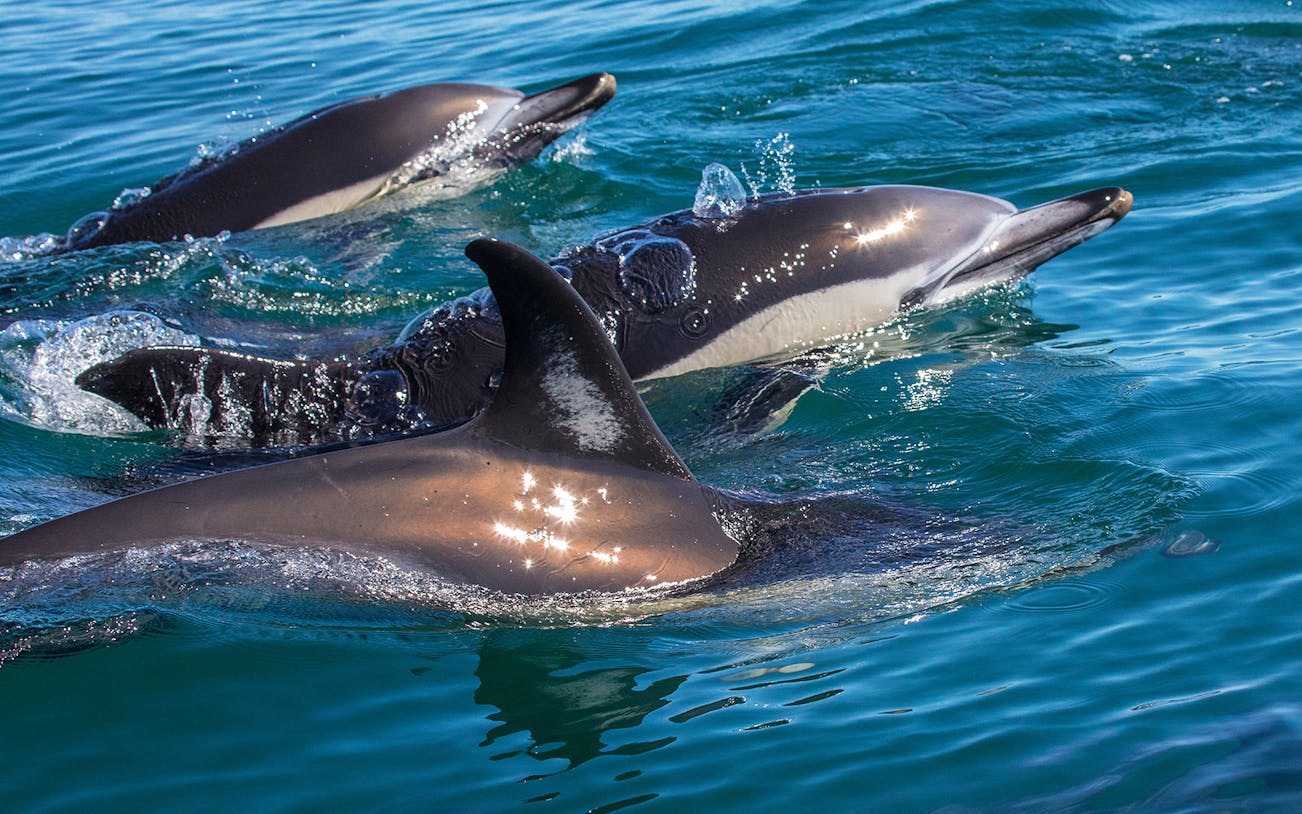 Dolphins swimming in clear blue water during X Ride Dolphin and Caves Tour.