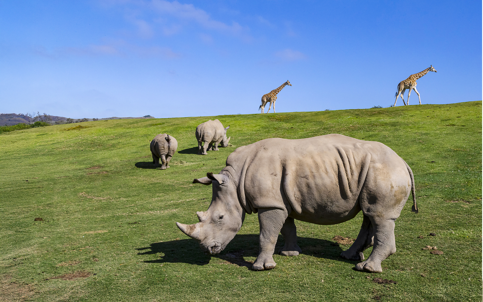 Rhinos and giraffes grazing at San Diego Zoo Safari Park.