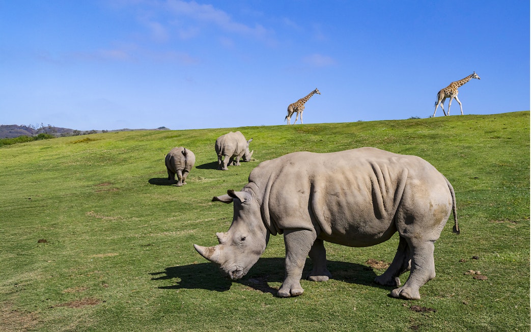 Rhinos and giraffes grazing at San Diego Zoo Safari Park.