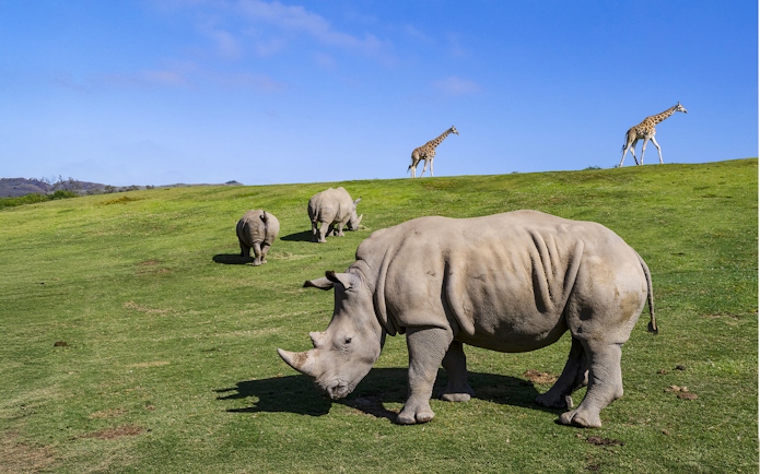 Rhinos and giraffes grazing at San Diego Zoo Safari Park.