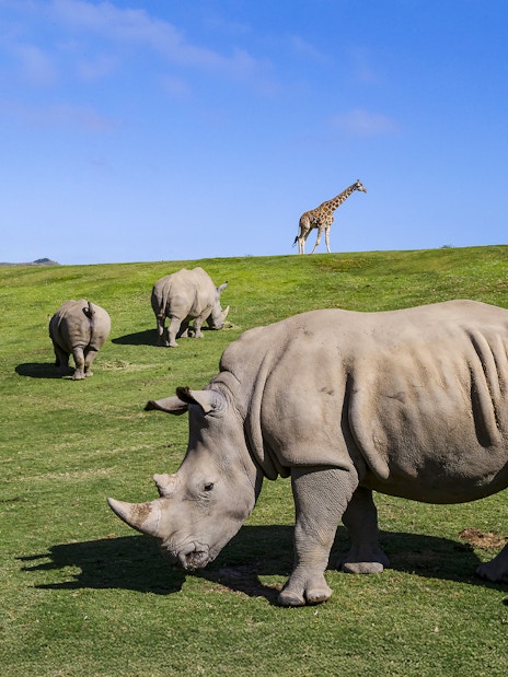 Rhinos and giraffes grazing at San Diego Zoo Safari Park.