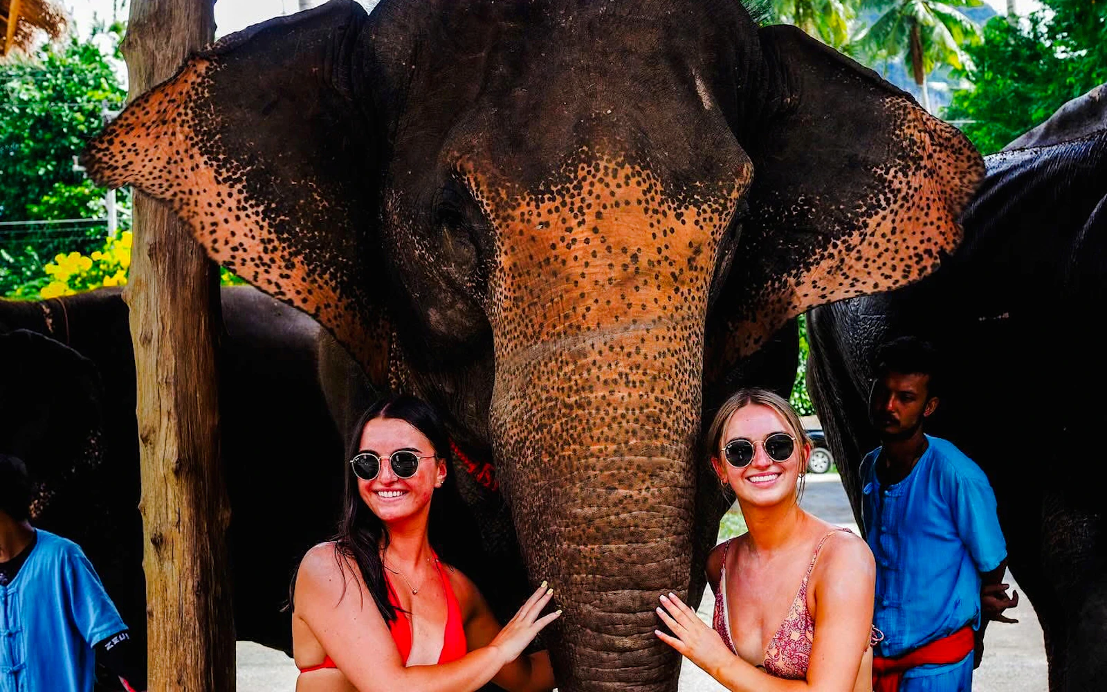 Krabi: Elephant Care & Bathing at Krabi Elephant Shelter with Elephant Poo Paper-Making Workshop