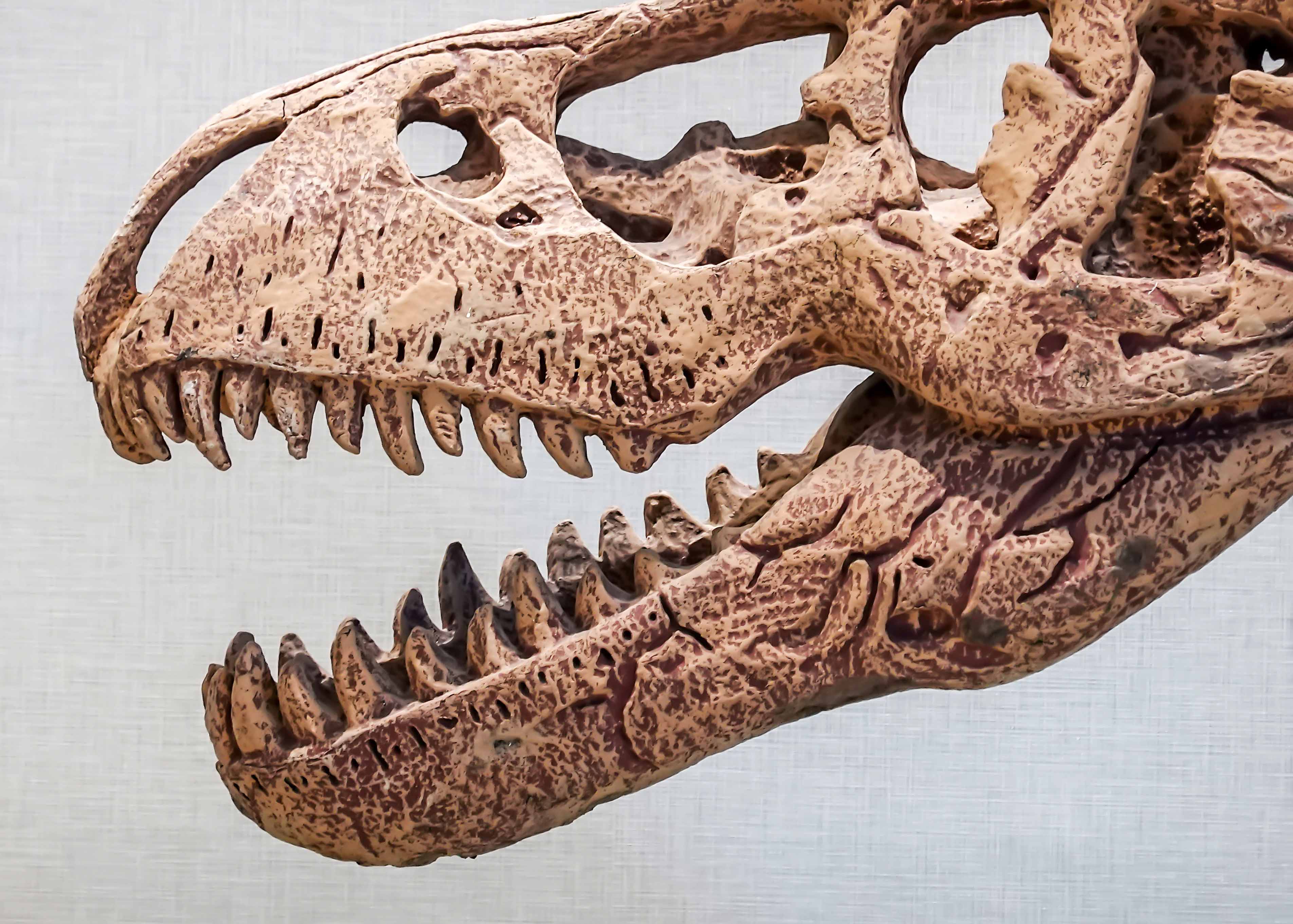 American Museum of Natural History