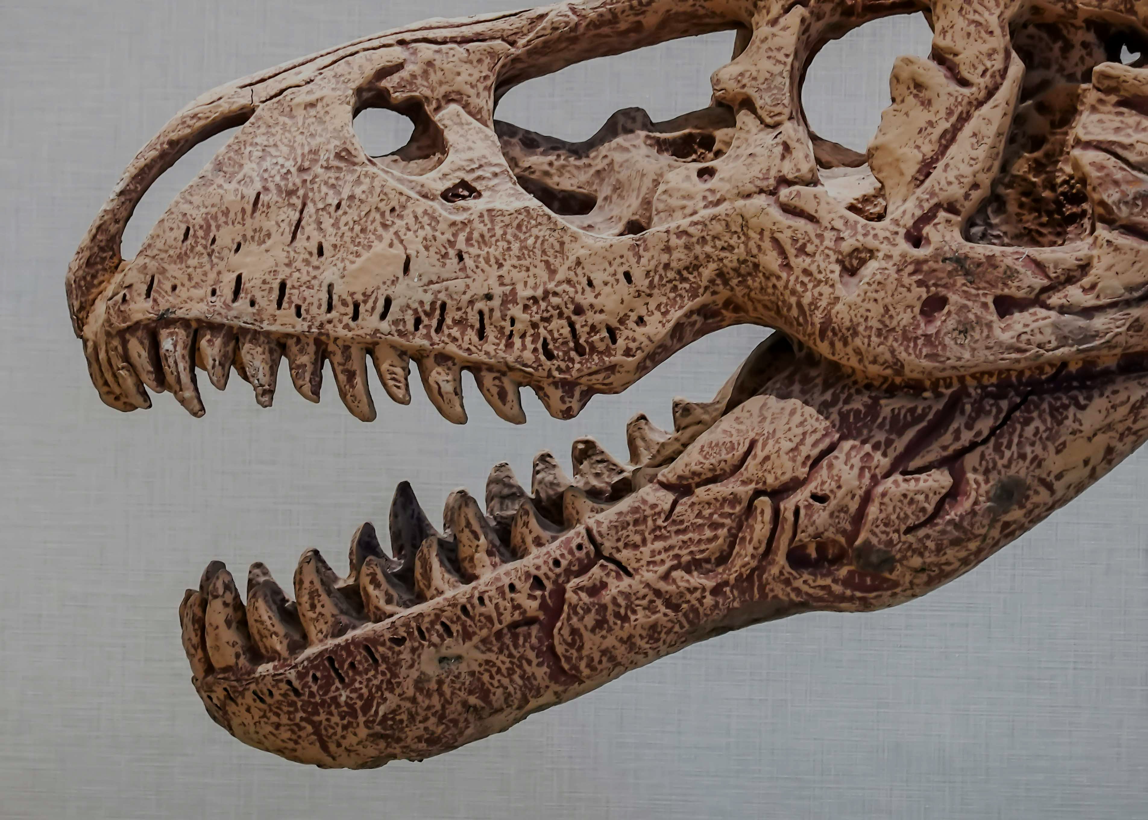 Dinosaur skull fossil exhibit at a museum.