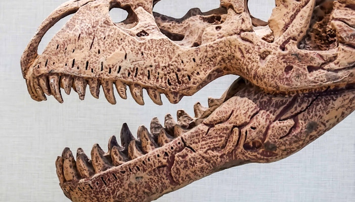 Dinosaur teeth fossil exhibit at a natural history museum in New York City.