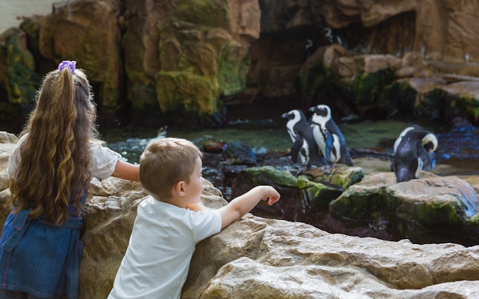 Children observing penguins at Rome Bioparco.