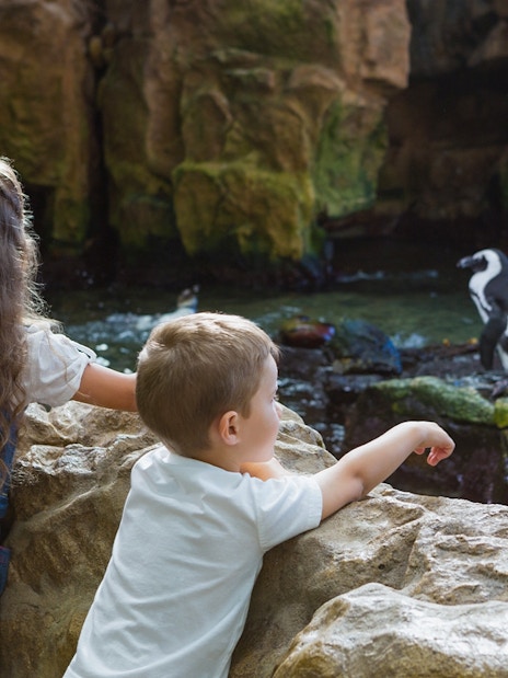 Children observing penguins at Rome Bioparco.