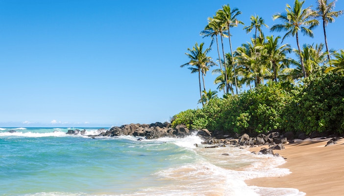 Laniakea Beach shoreline with palm trees and waves, North Shore, Oahu.