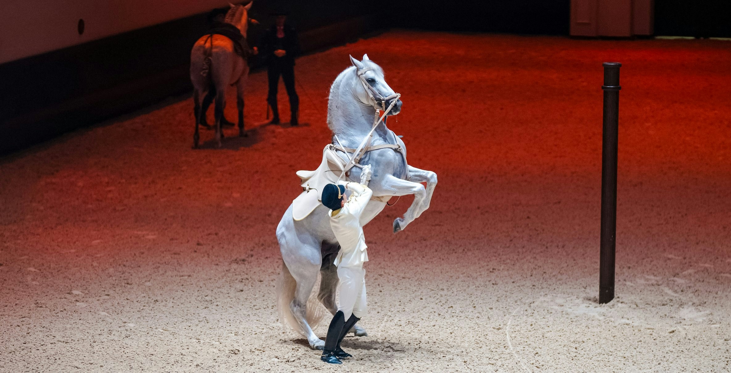 Equestrian performing with rearing horse at Abu Dhabi Royal Equestrian Arts show.