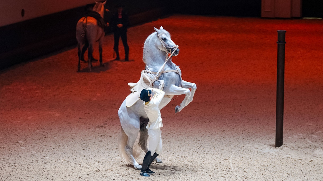 Equestrian performing with rearing horse at Abu Dhabi Royal Equestrian Arts show.