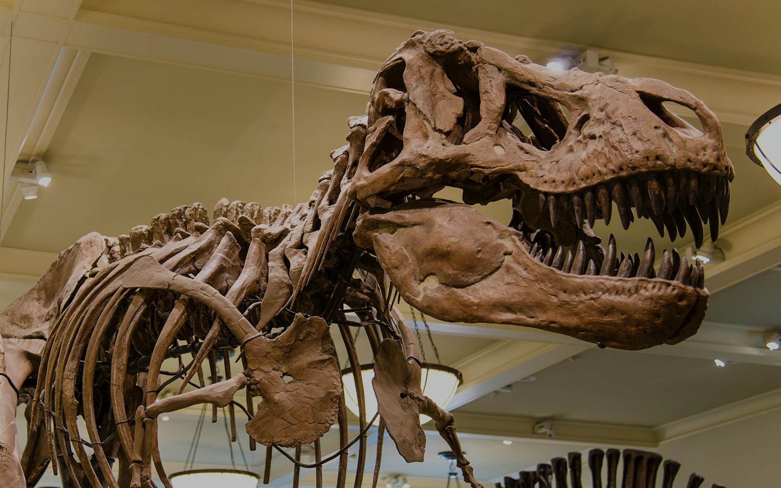 American Museum of Natural History