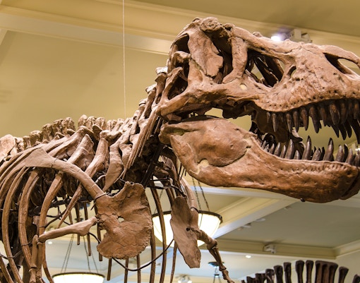 Hungarian Natural History Museum