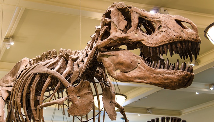 American Museum of Natural History