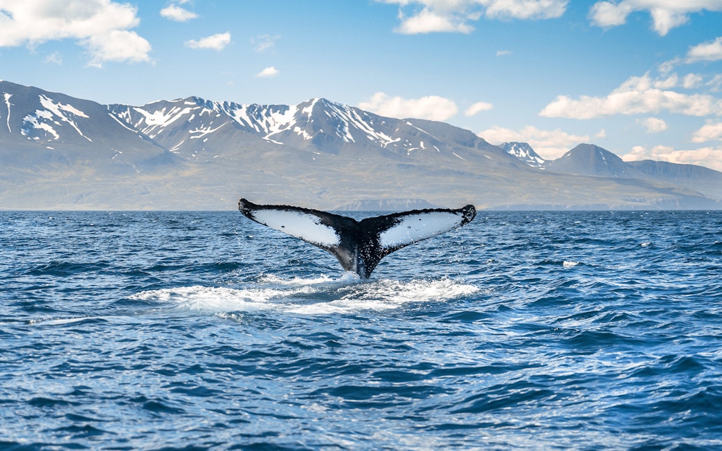 Whale tail emerging from water on Iceland coast in Husavik with snowy mountains in background.