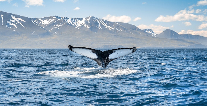 Iceland Whale and Puffin Watching Tours