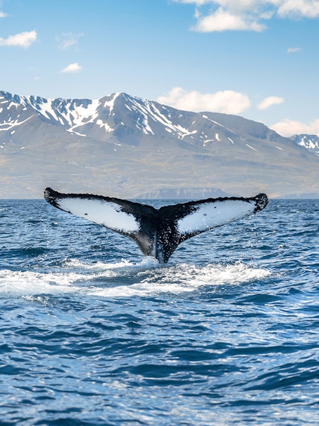 Whale tail emerging from water on Iceland coast in Husavik with snowy mountains in background.