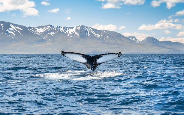 Whale tail emerging from water on Iceland coast in Husavik with snowy mountains in background.