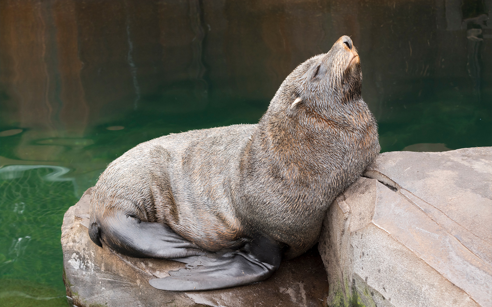Langkawi Underwater Feeding Hours