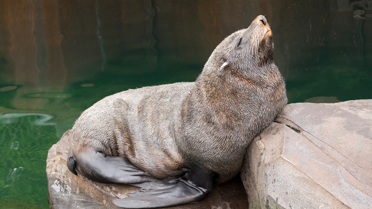 Langkawi Underwater Feeding Hours