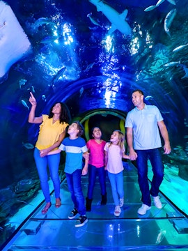 Family exploring underwater tunnel at SEA LIFE Orlando with sharks swimming above.