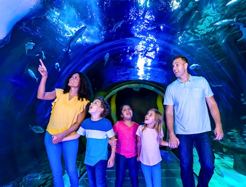 Family exploring underwater tunnel at SEA LIFE Orlando with sharks swimming above.