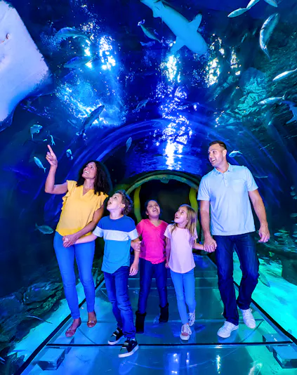 Family exploring underwater tunnel at SEA LIFE Orlando with sharks swimming above.