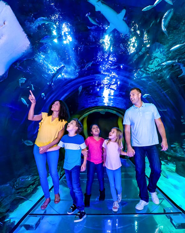 Family exploring underwater tunnel at SEA LIFE Orlando with sharks swimming above.