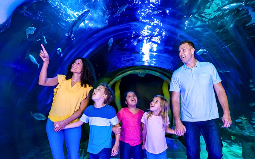 Family exploring underwater tunnel at SEA LIFE Orlando with sharks swimming above.
