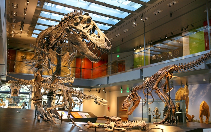 Dinosaur skeletons on display at the Natural History Museum of Los Angeles.