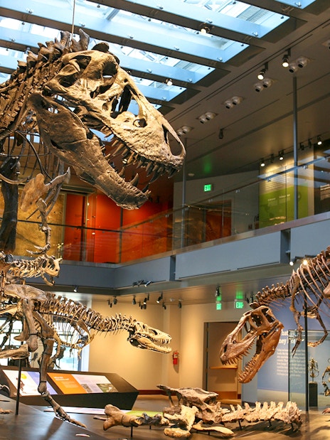 Dinosaur skeletons on display at the Natural History Museum of Los Angeles.