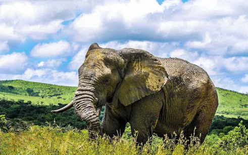 Elephant in Hluhluwe-Imfolozi Park during open vehicle wildlife adventure.