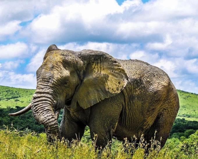Hluhluwe-Imfolozi Park Guided Safari & Wild Cat Sanctuary Tour from Durban