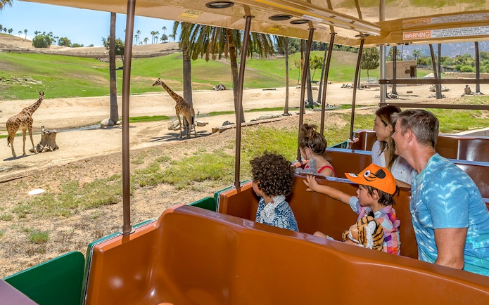 Visitors on Africa Tram viewing giraffes at San Diego Zoo Safari Park.