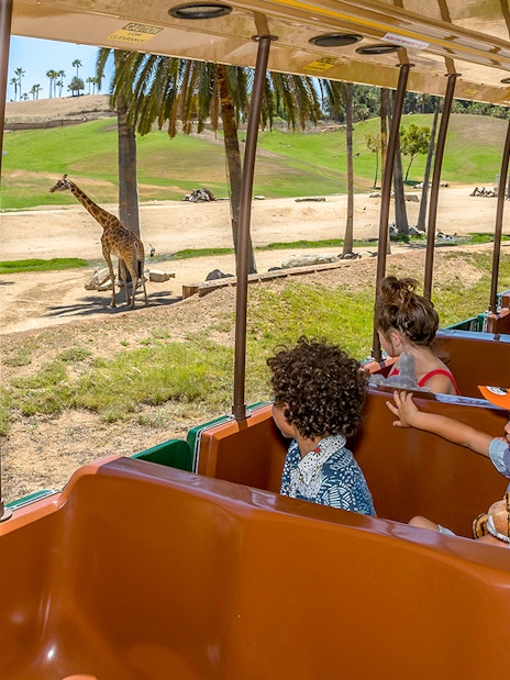 Visitors on Africa Tram viewing giraffes at San Diego Zoo Safari Park.