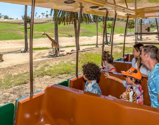 Visitors on Africa Tram viewing giraffes at San Diego Zoo Safari Park.
