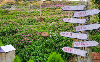 from kuala lumpur: private cameron highlands tour-4