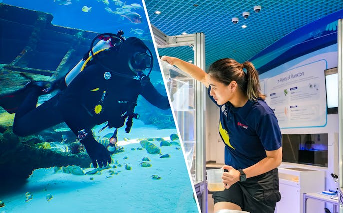 Diver exploring S.E.A Aquarium Singapore and aquarist in lab tour.