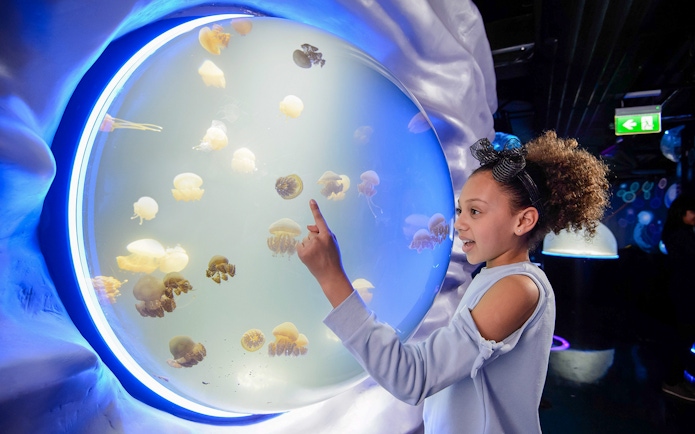 Visitor observing jellyfish at SEA Life Aquarium with Turbopass.
