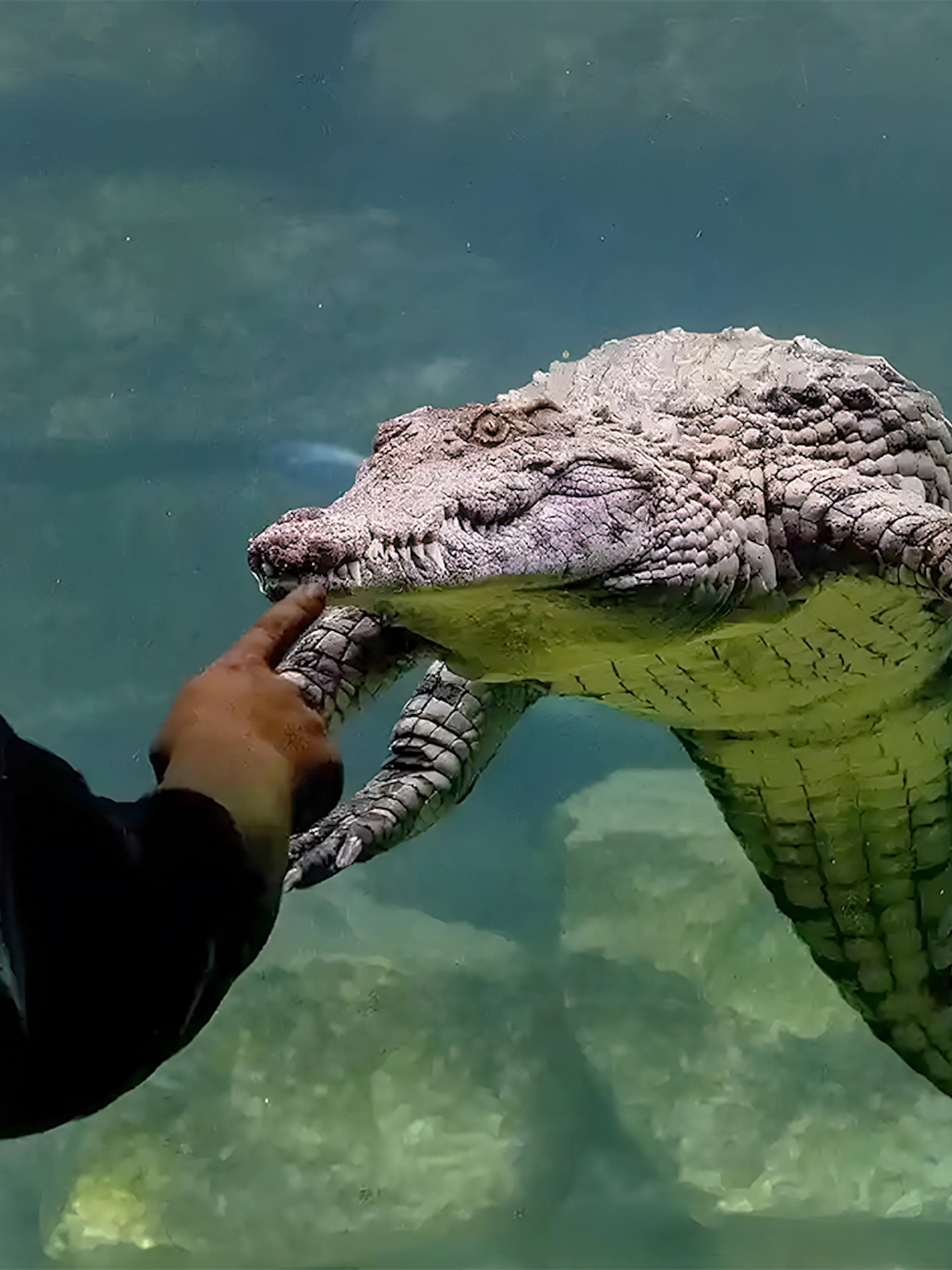 Man interacting with crocodile at Crocodile Park, Dubai.